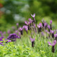 Samyang AF 50MM F1.4 Lens for Sony E 