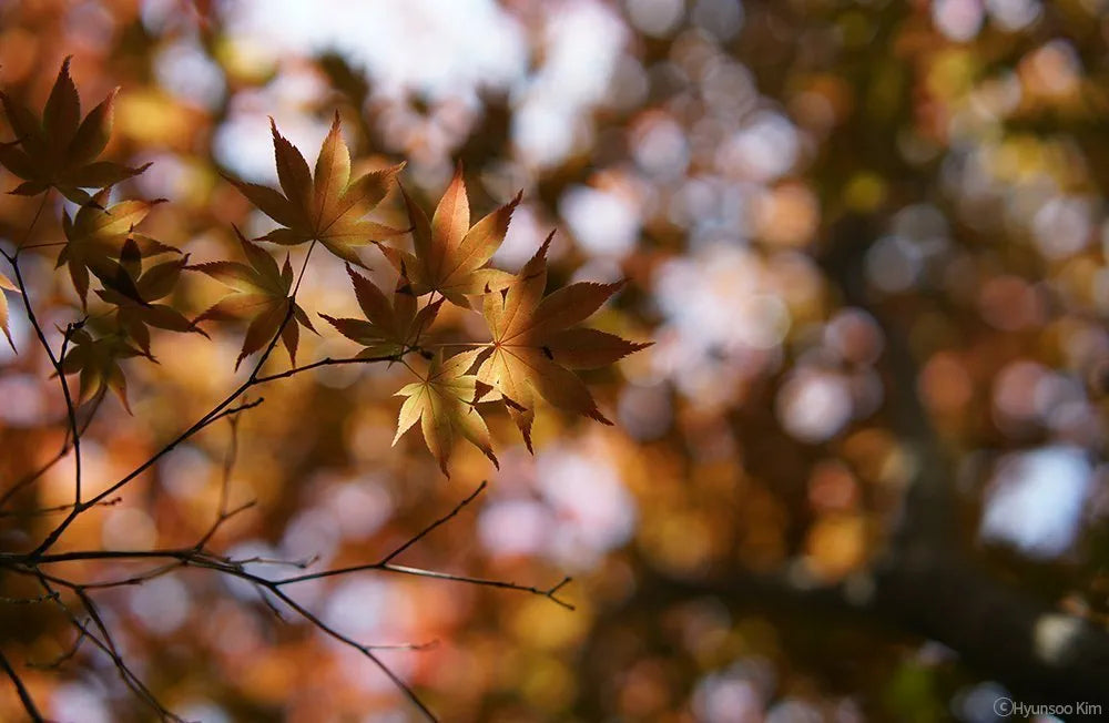 Samyang AF 50MM F1.4 Lens for Sony E 